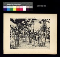 臺灣寫真帖-香蕉田藏品圖，第2張